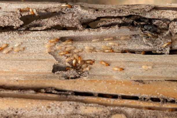 Best Local Pest Control Services  in Lake Station, IN